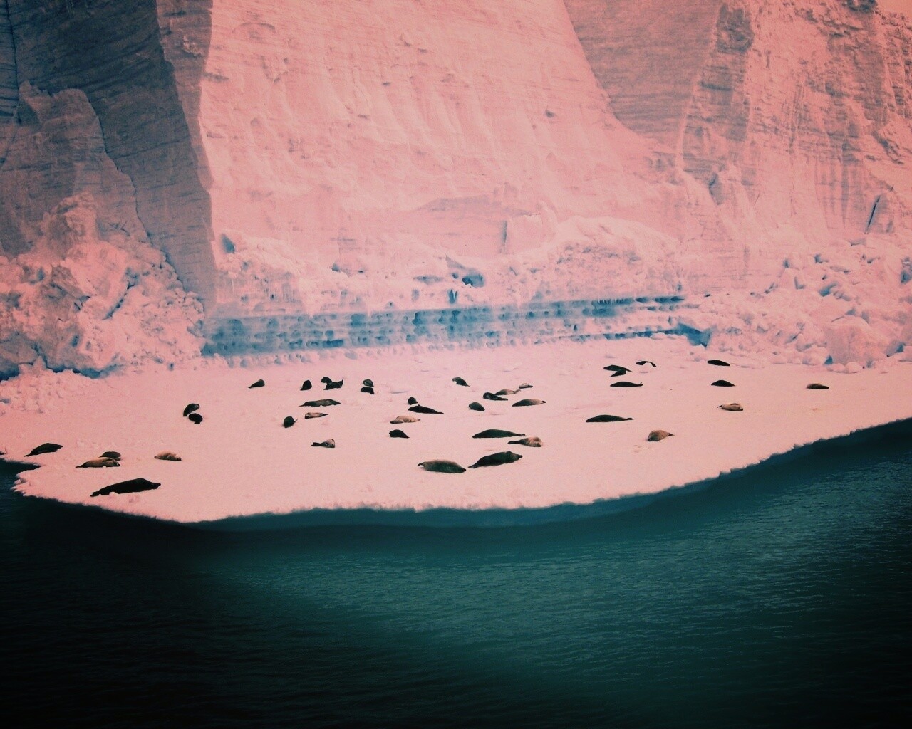 Спящие тюлени обои