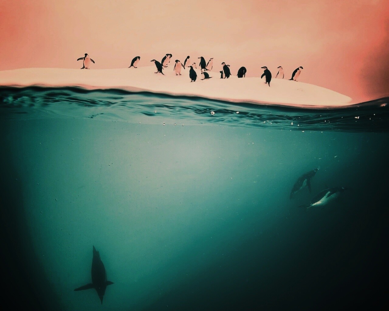 Пингвины обои