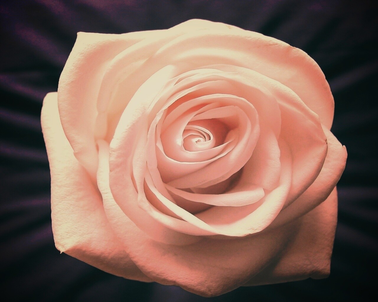 Белая роза обои