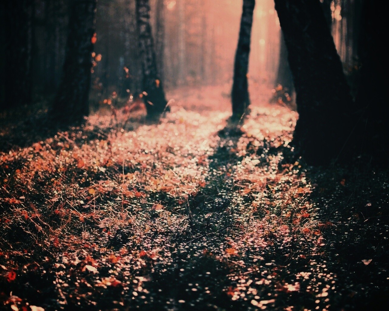 Лесная земля обои