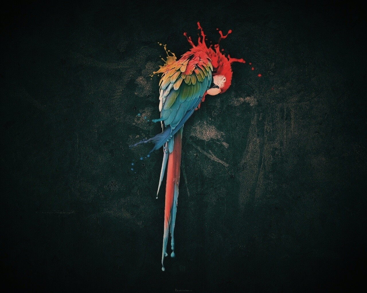 Попугай обои