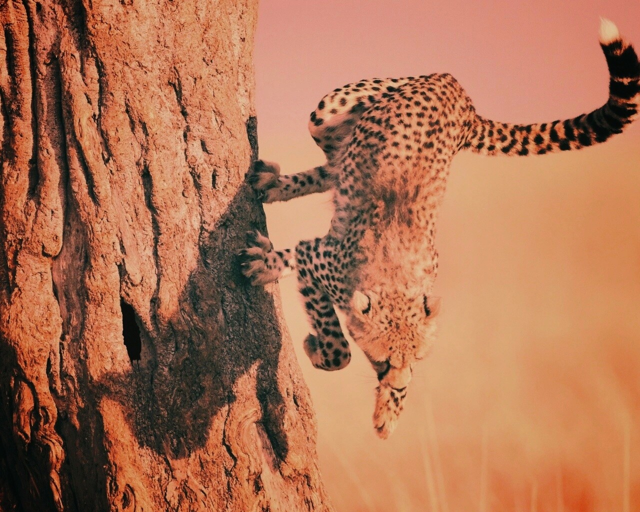 Скалолаз обои