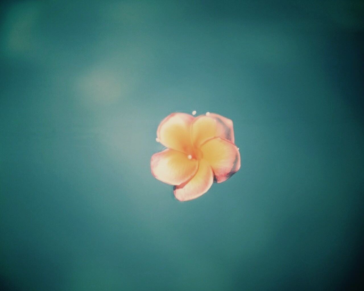 Цветок обои