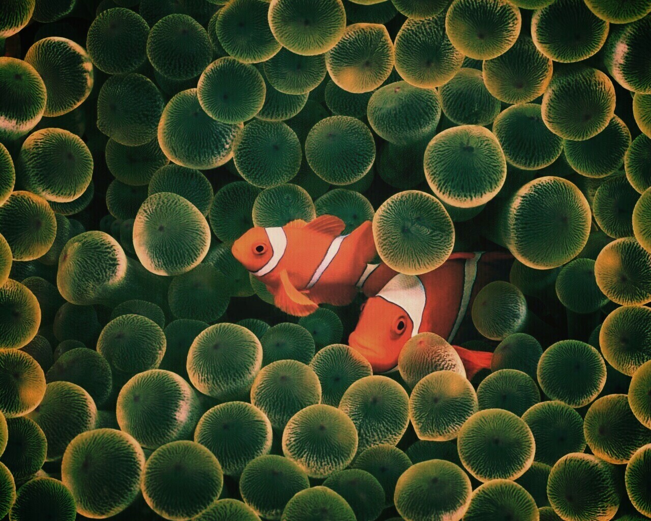 Рыбка клоун стандартные обои iPhone обои