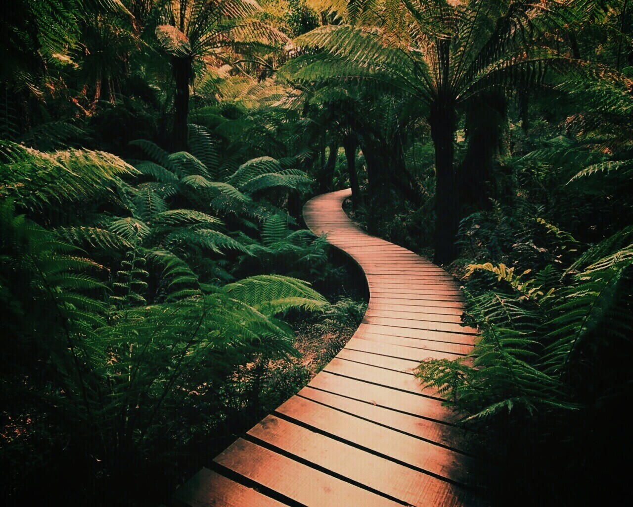 Дорожка в зарослях обои