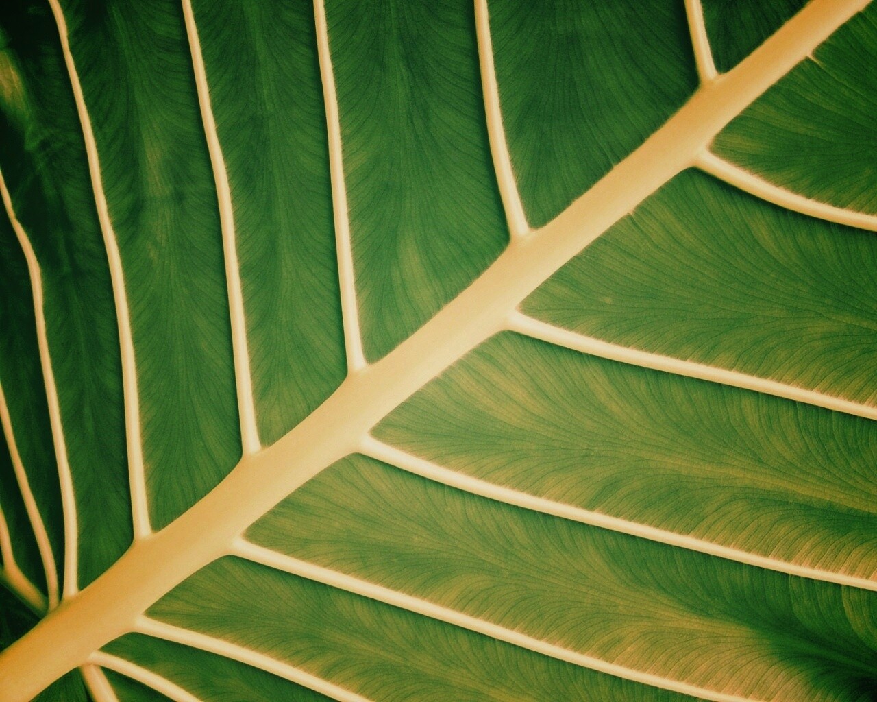 Пальмовый лист обои