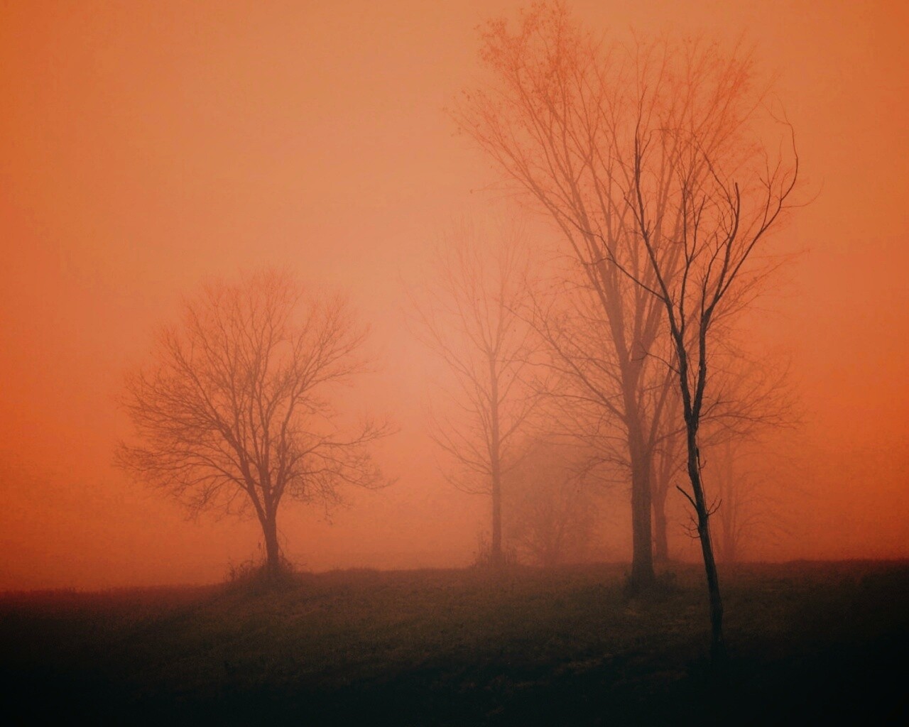 Деревья в тумане обои