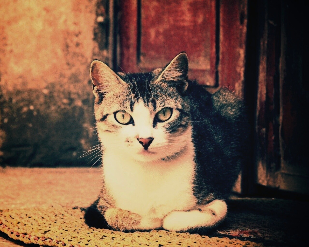 Кошечка на подстилке обои