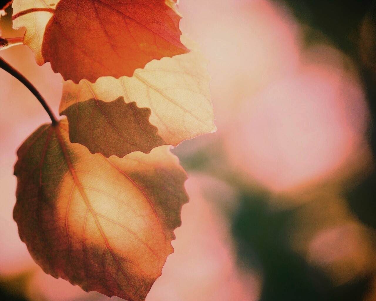 Макро фото осенней листвы обои