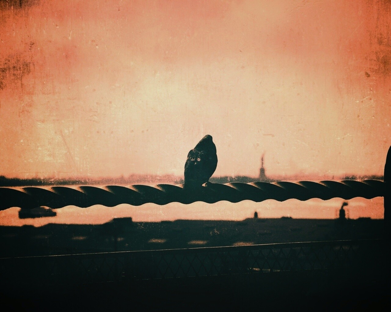 Голубь в Нью-Йоркских доках обои