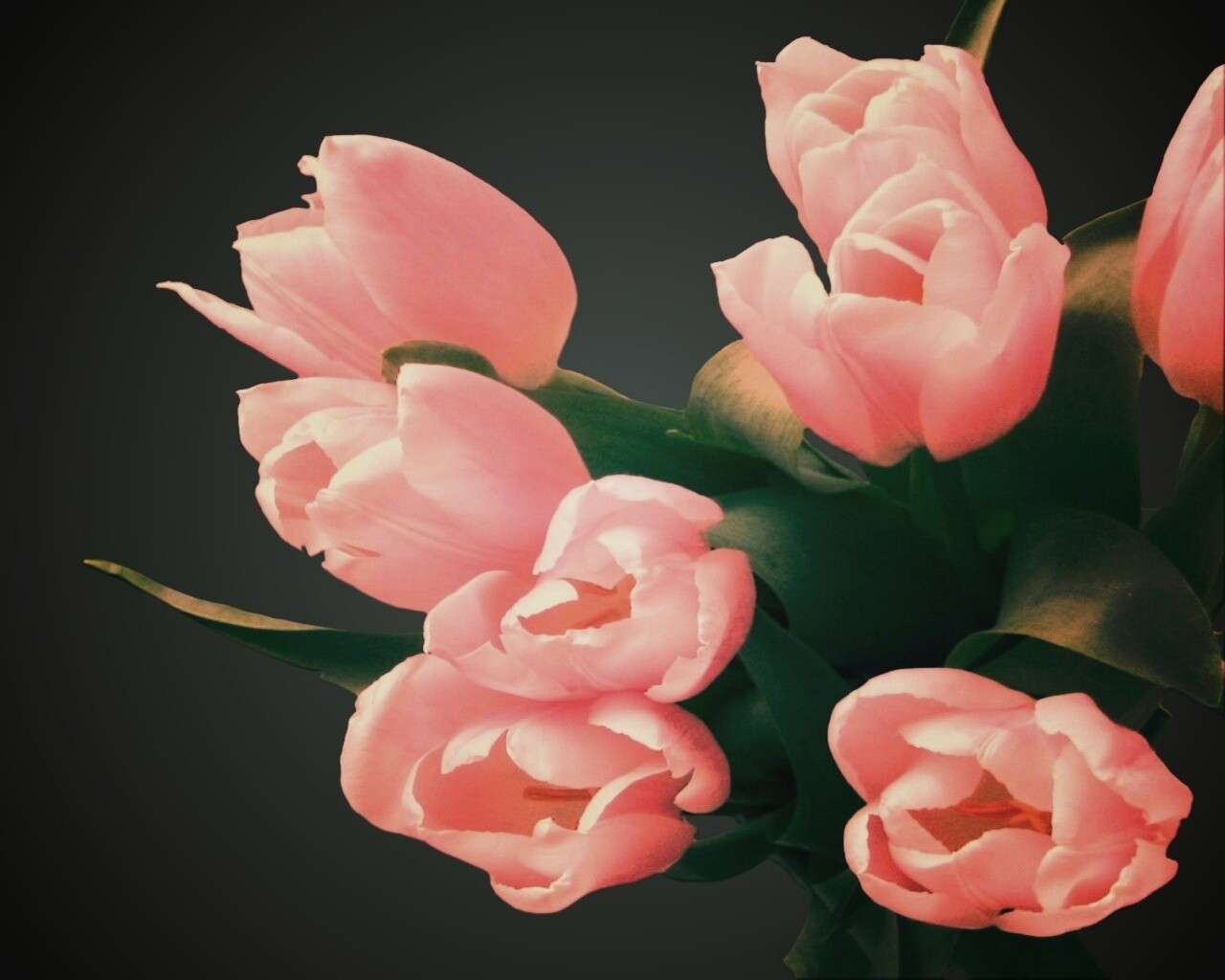 Розовый букет обои