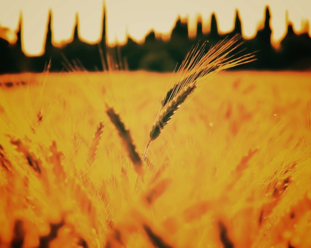 Пшеничное поле обои