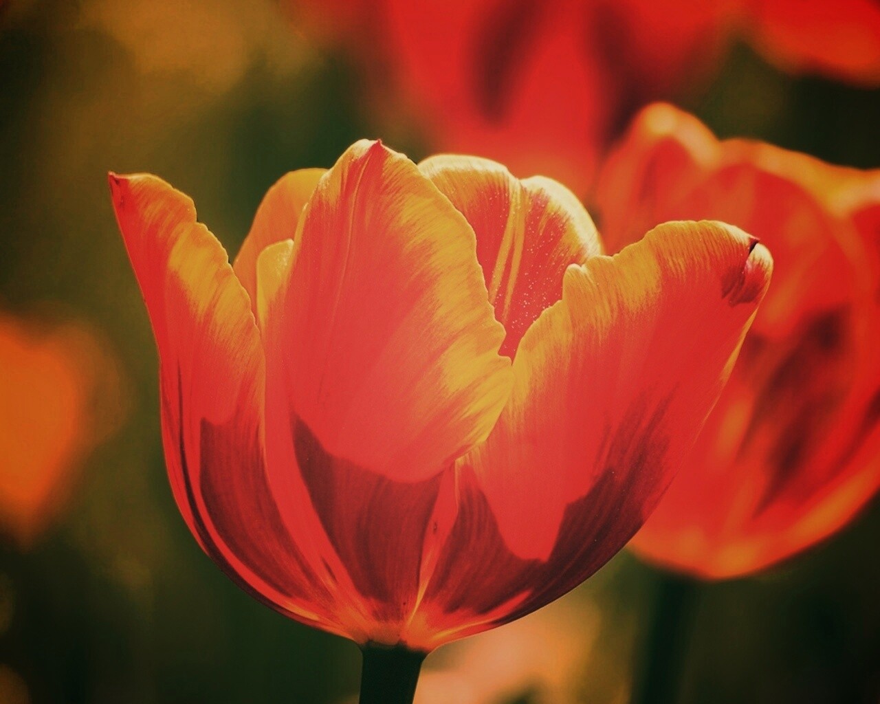 Красно-желтый тюльпан обои