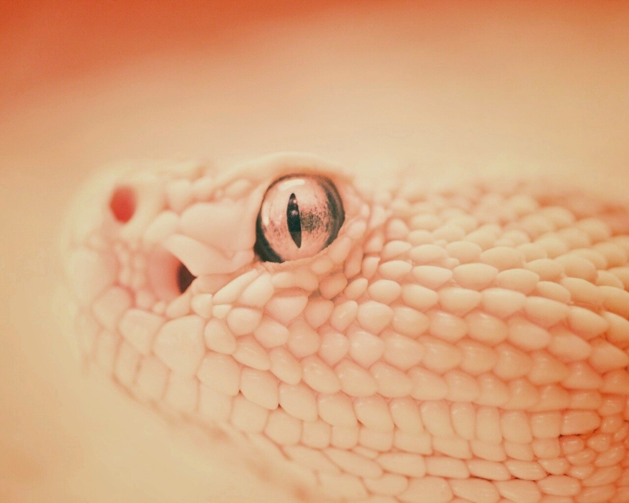 Змея альбинос обои