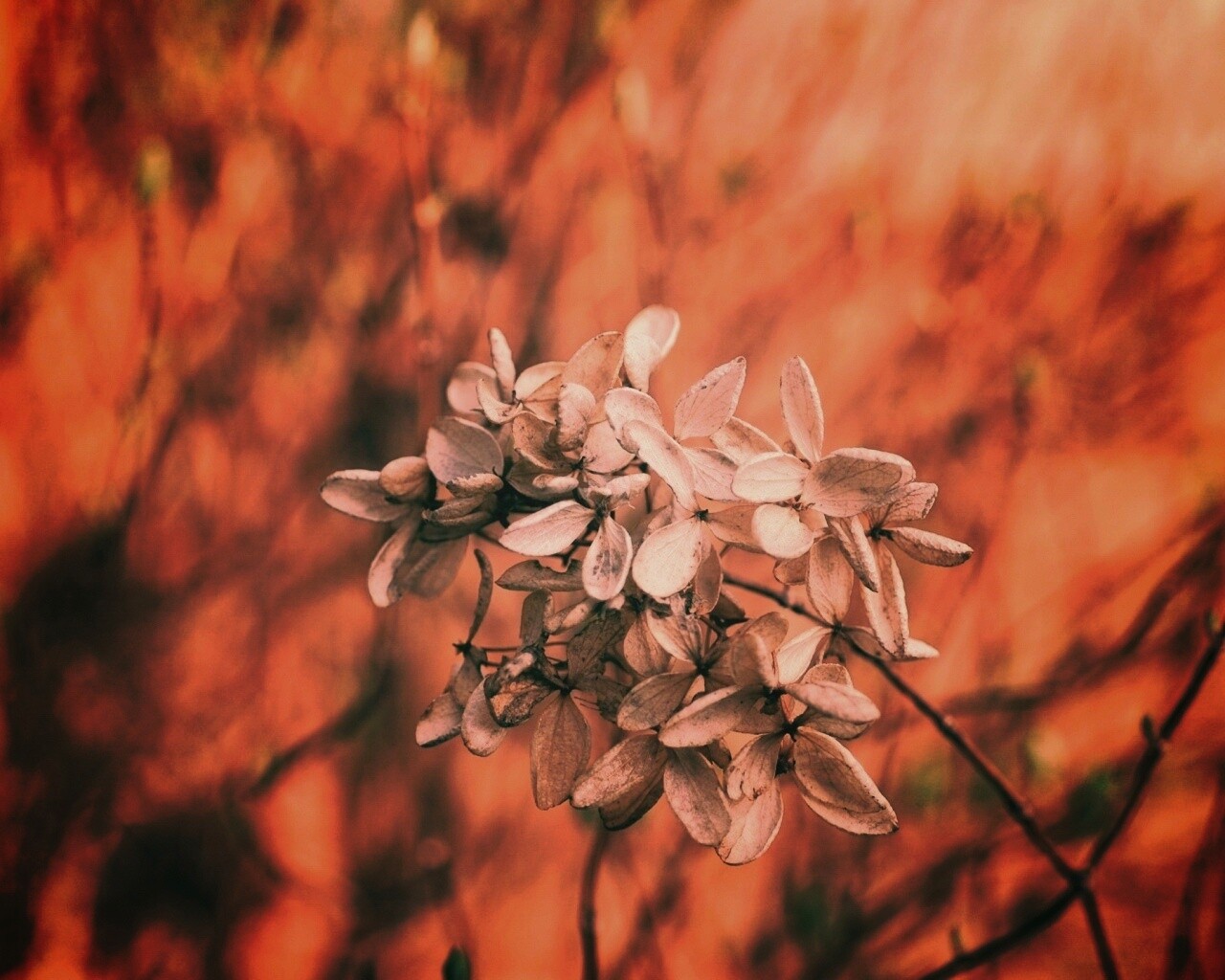 Увядший цветок обои