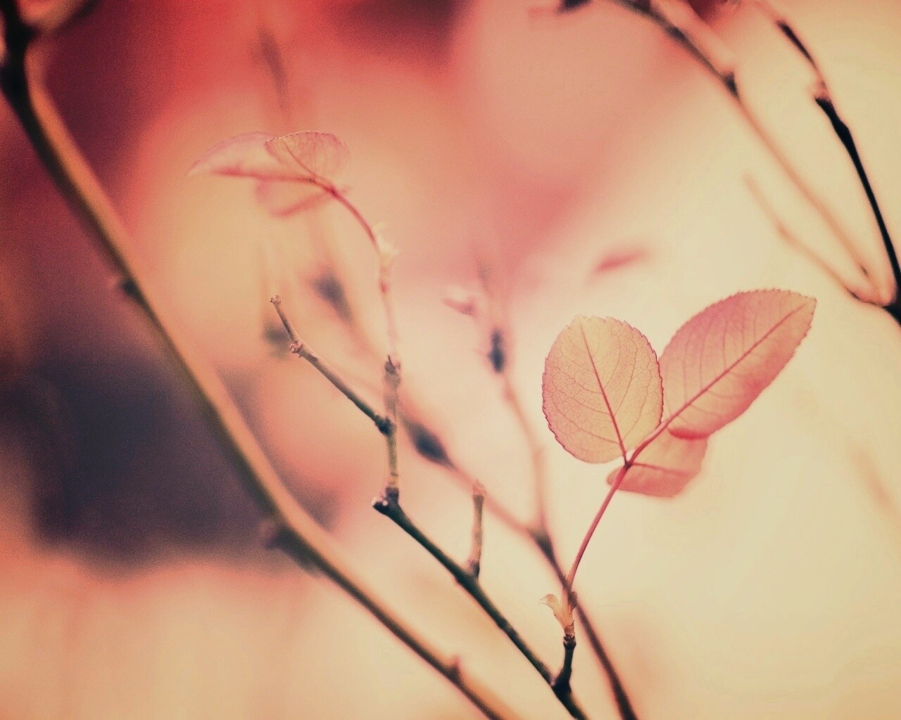 Красные листики обои