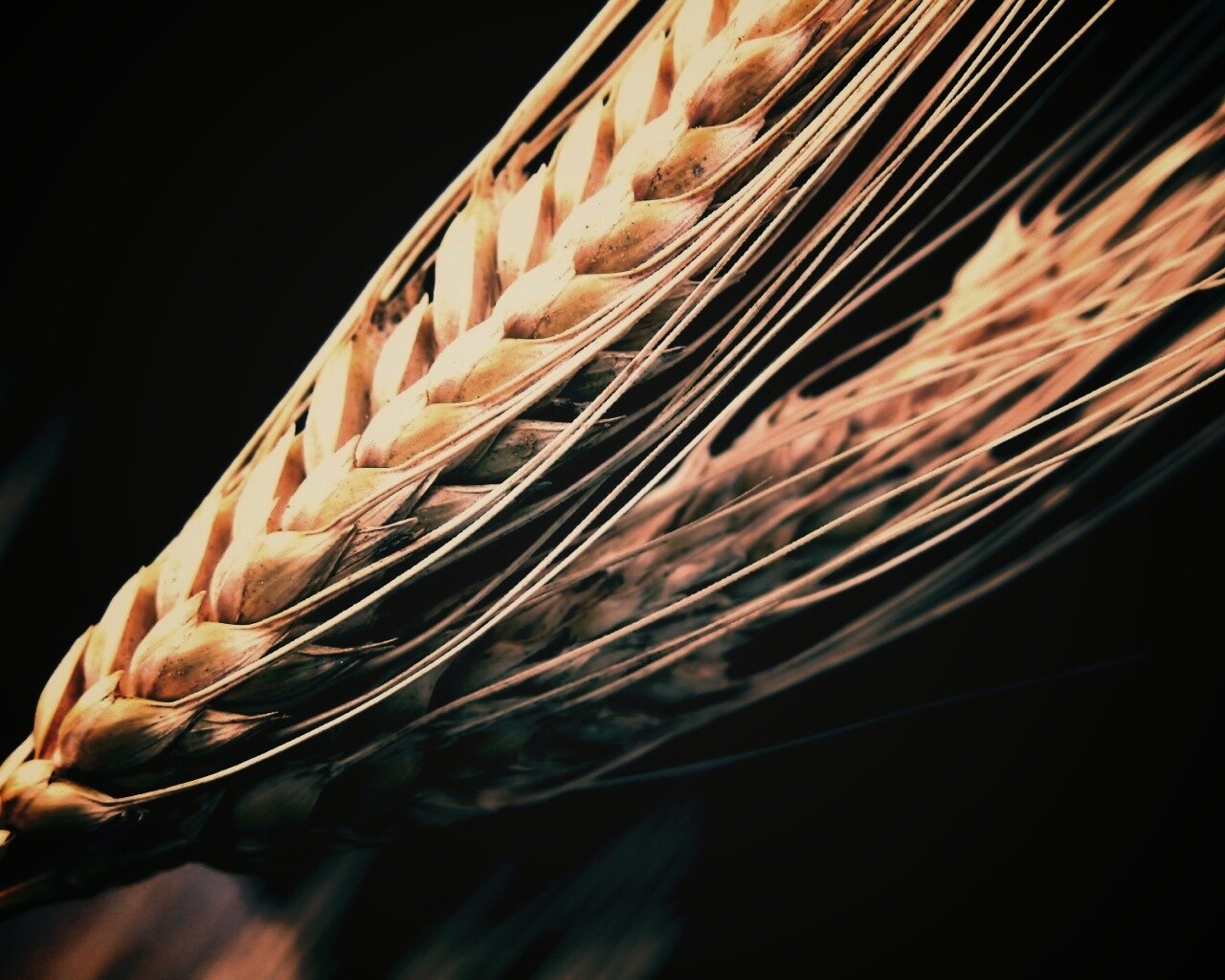 Пшеничный колос обои