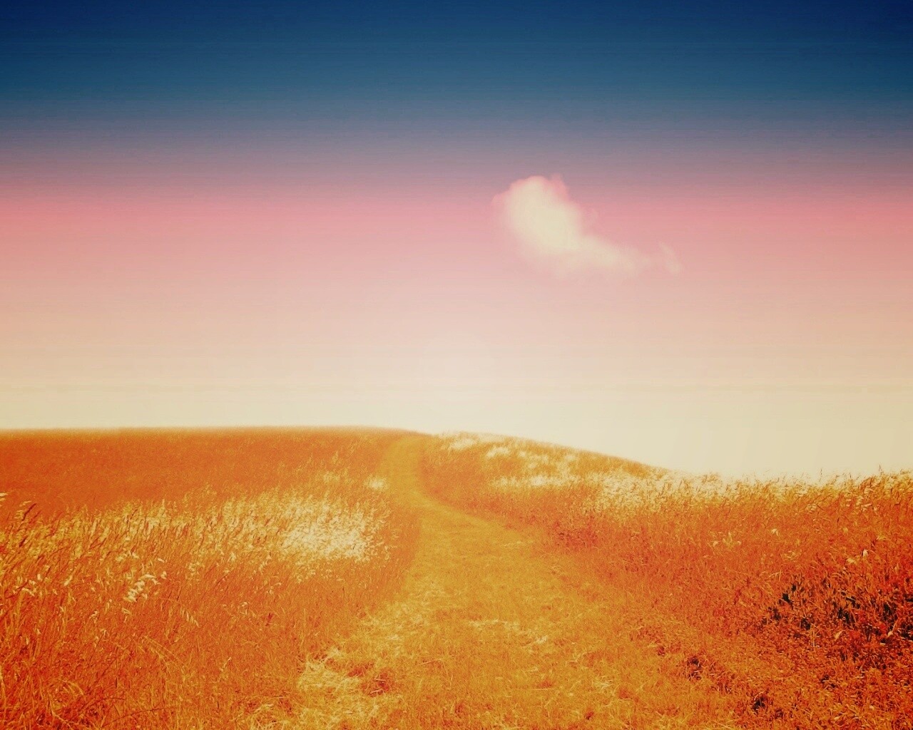 Золоте поле обои