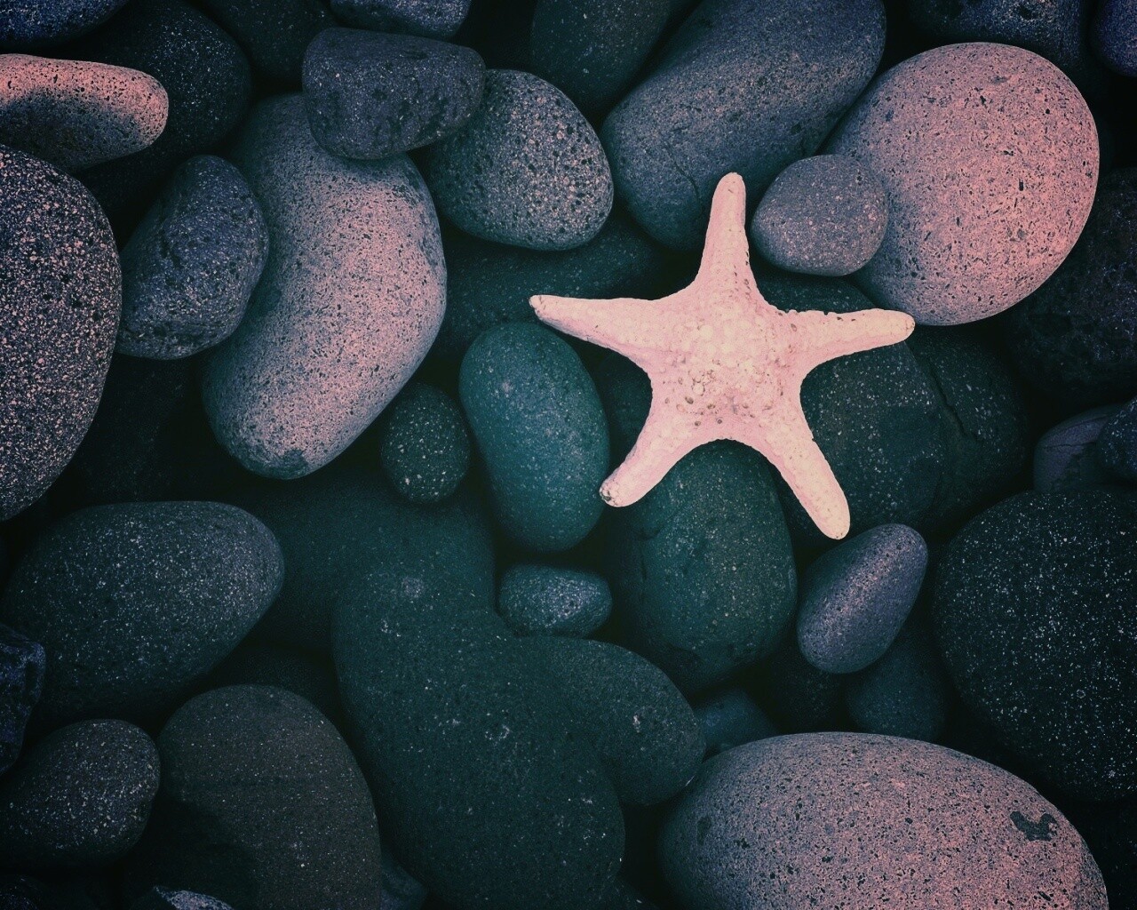 Звезда на морской гальке обои