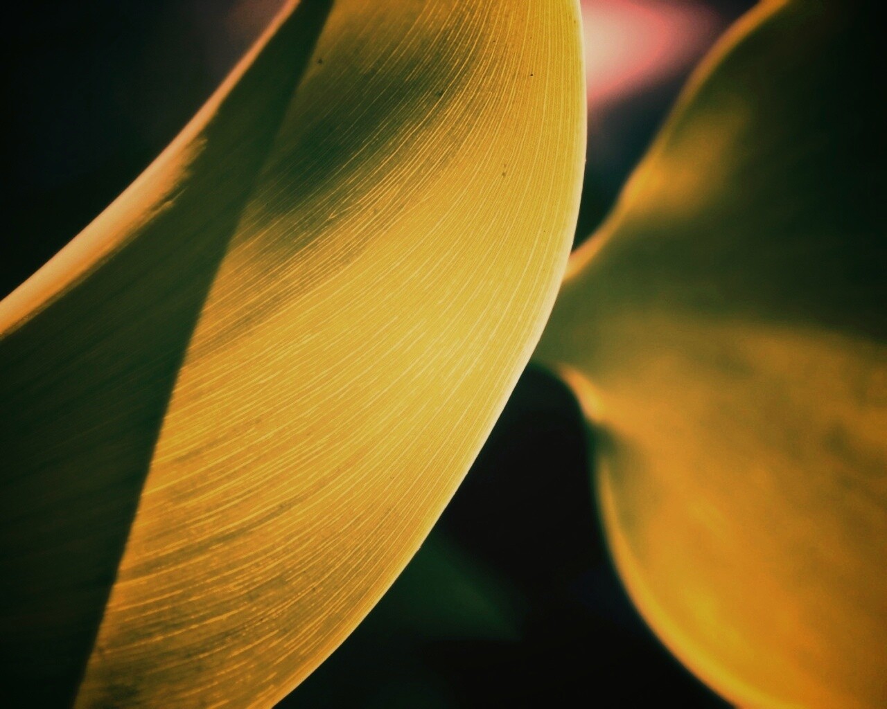 Лист на просвет обои