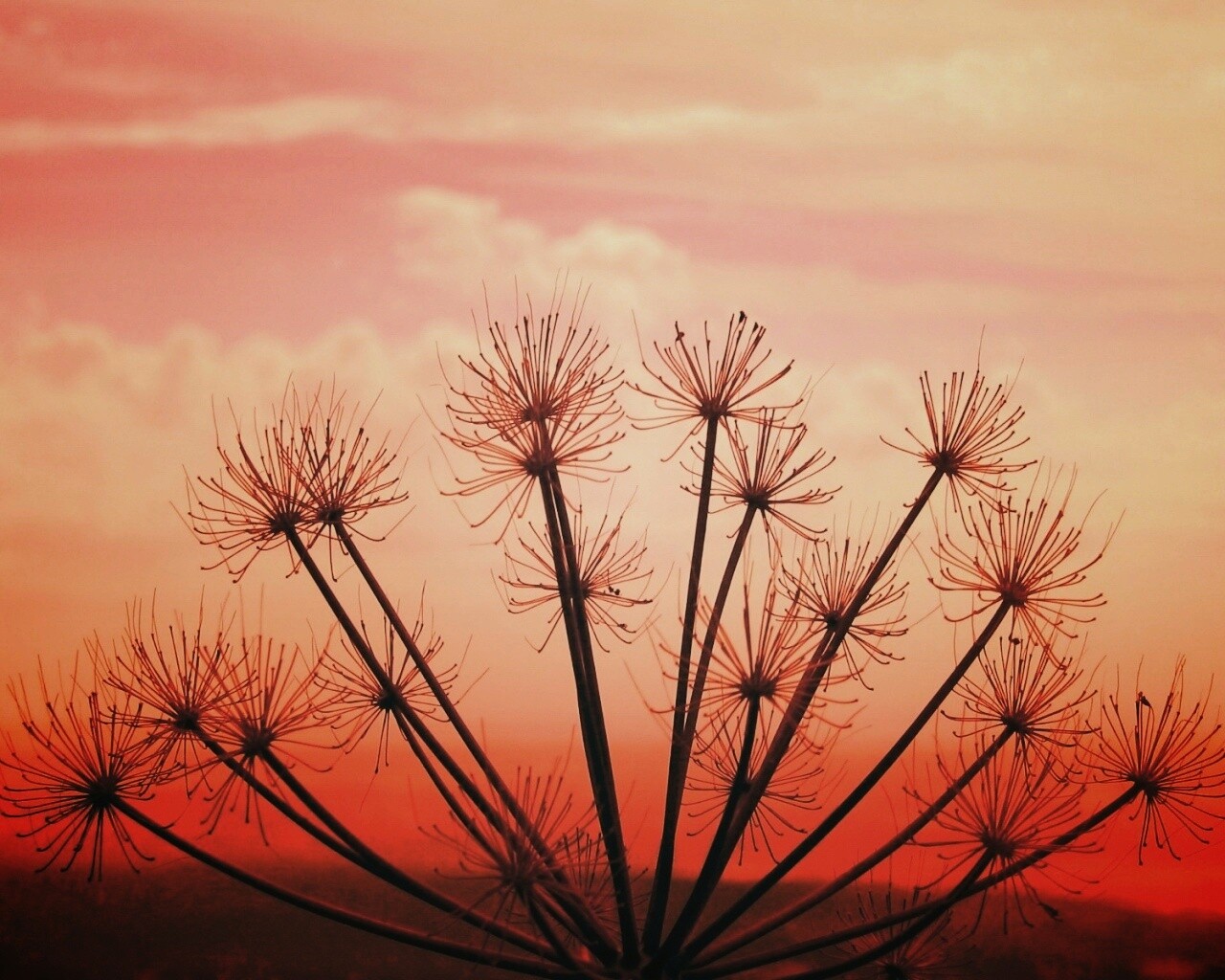 Зонтичное соцветие обои