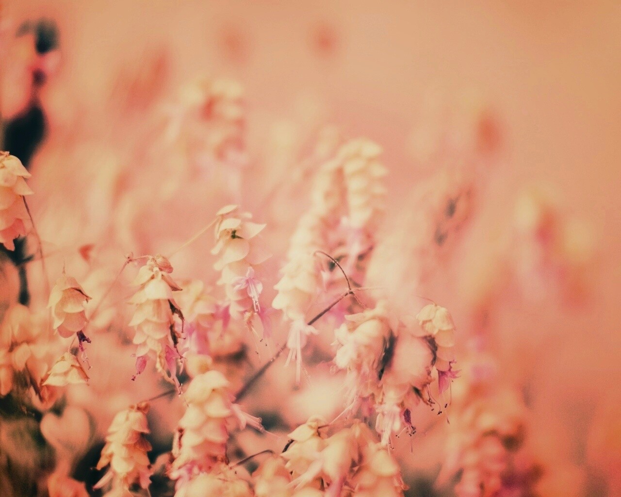 Висящие цветочки обои