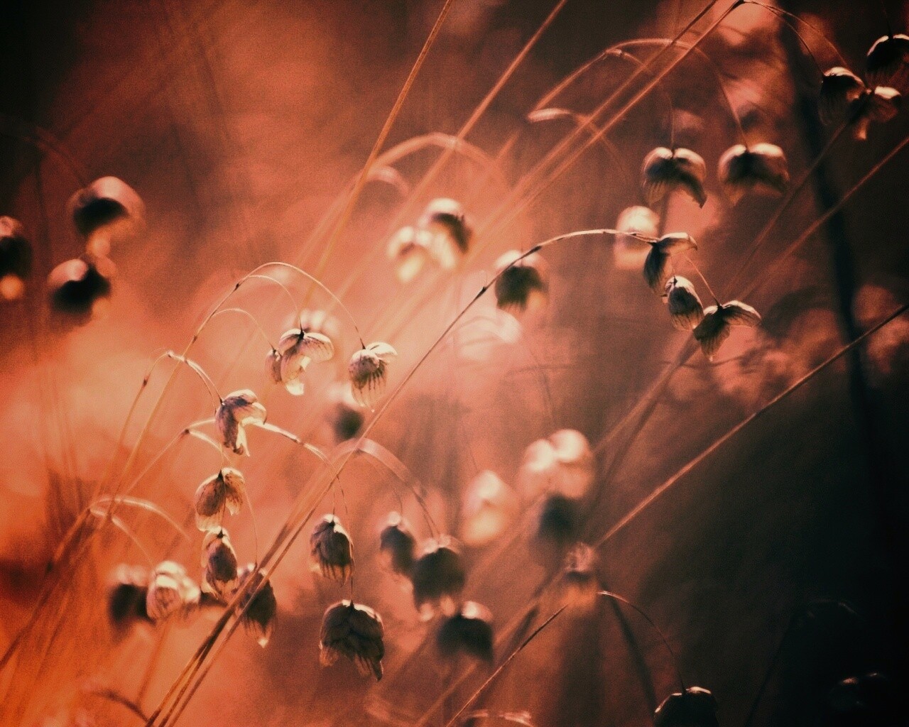 Увядающие цветочки обои