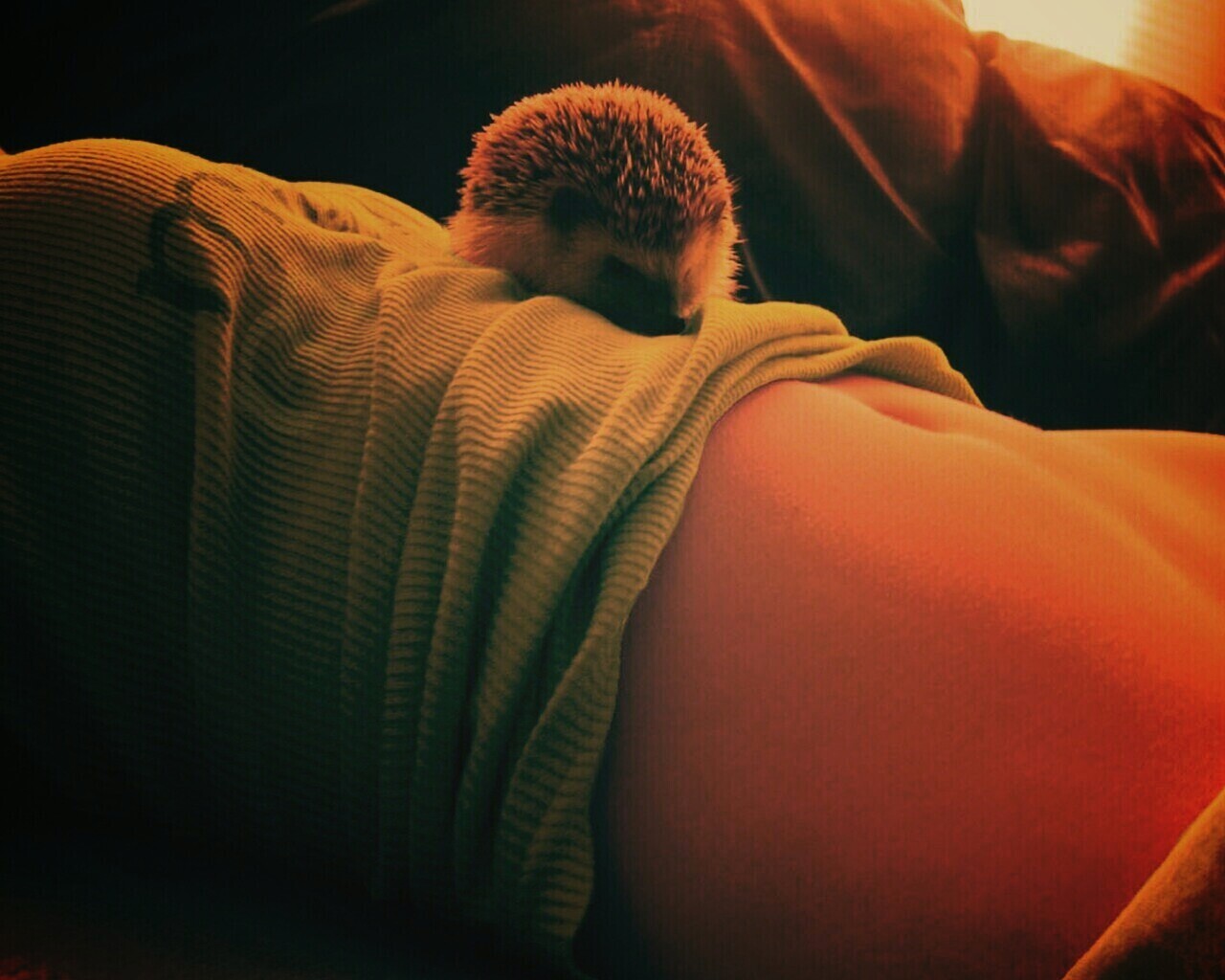 Девушка и ёжик обои