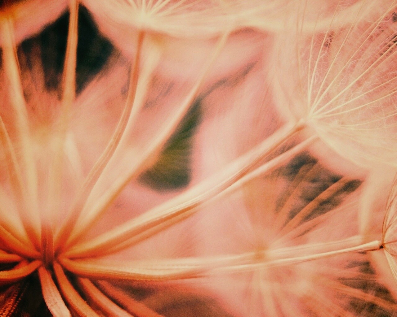 Одуванчик макро обои