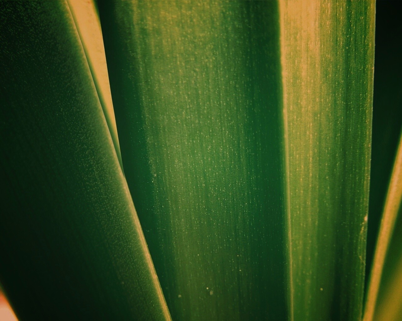 Сочная травинка обои