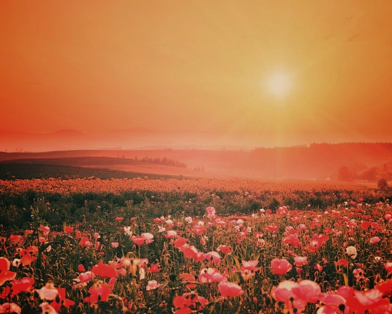 Цветущие поля обои