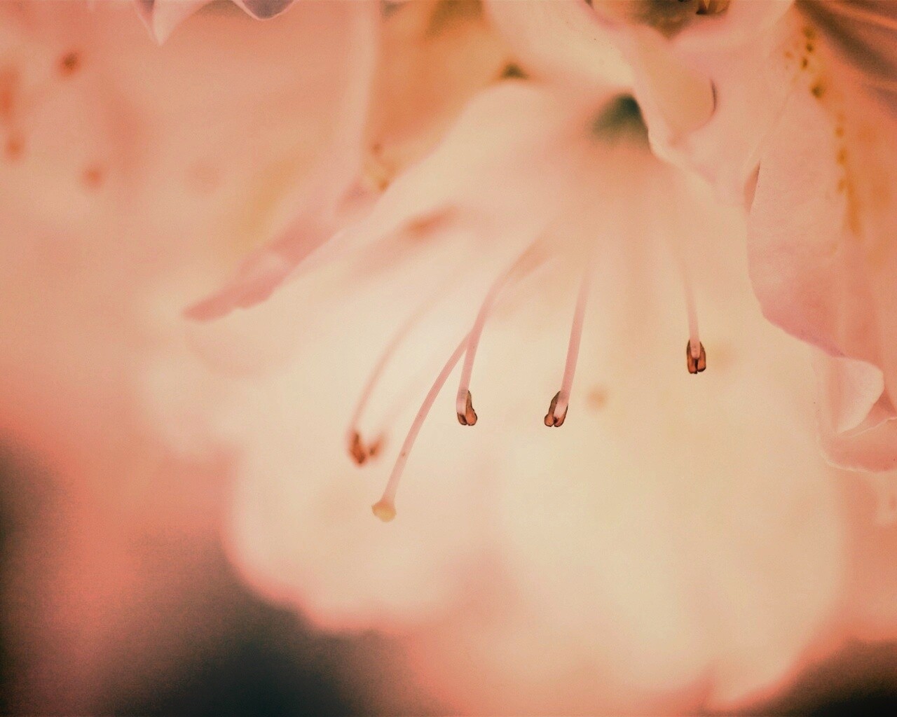 Цветок орхидеи обои