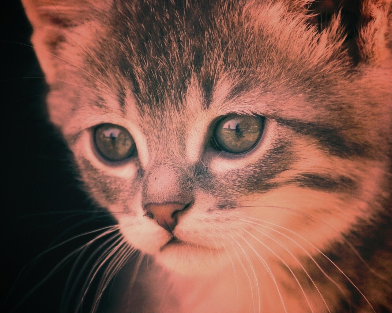 Мордочка котёнка обои