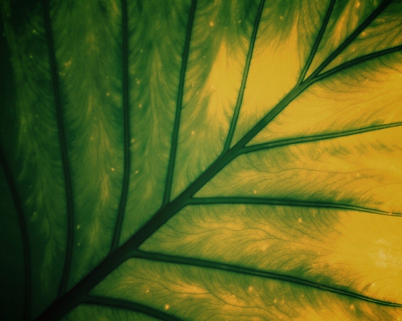 Макро фото листа обои