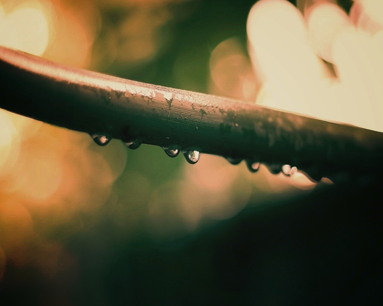 Капли на стебле обои