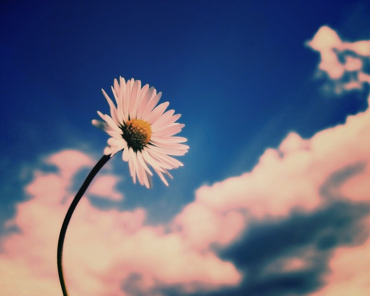 Ромашка на фоне неба обои