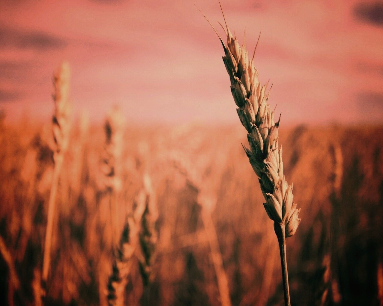 Колосок обои