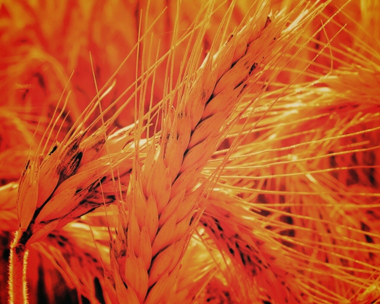 Зреющий колос обои