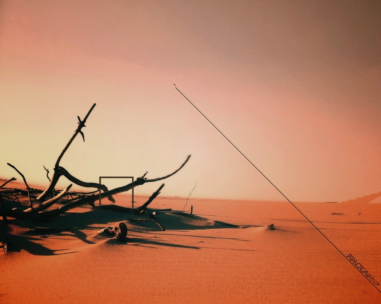 Сухостой в песках обои