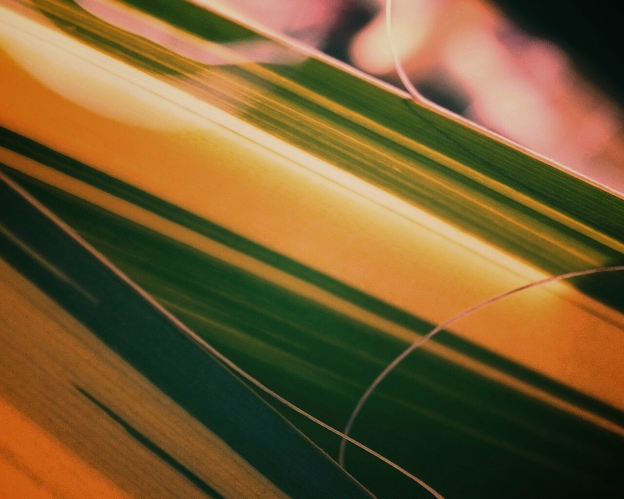 Желто-зеленые травинки обои