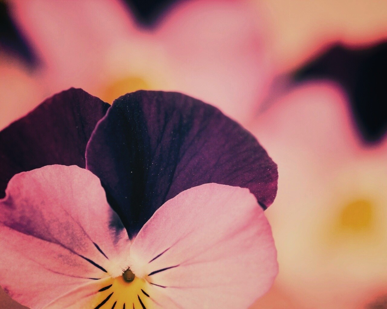 Фиолетовые цветы обои