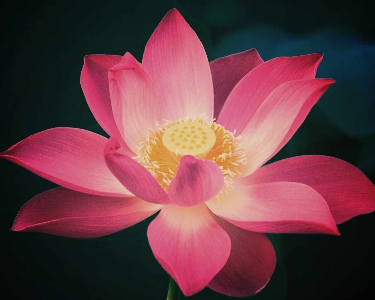 Сиреневый цветок обои