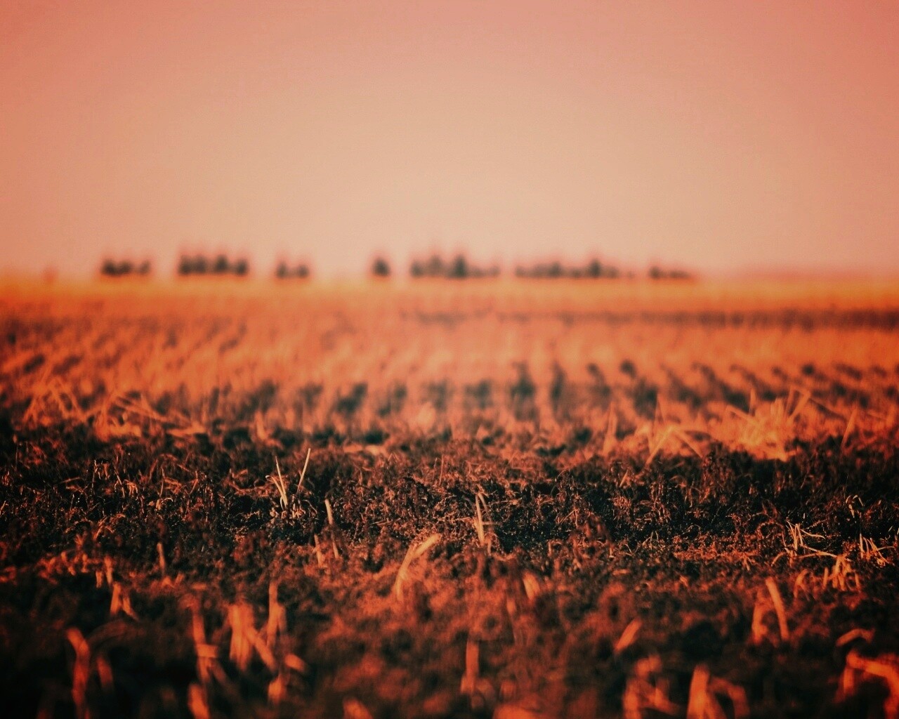 Поле перед вспашкой обои