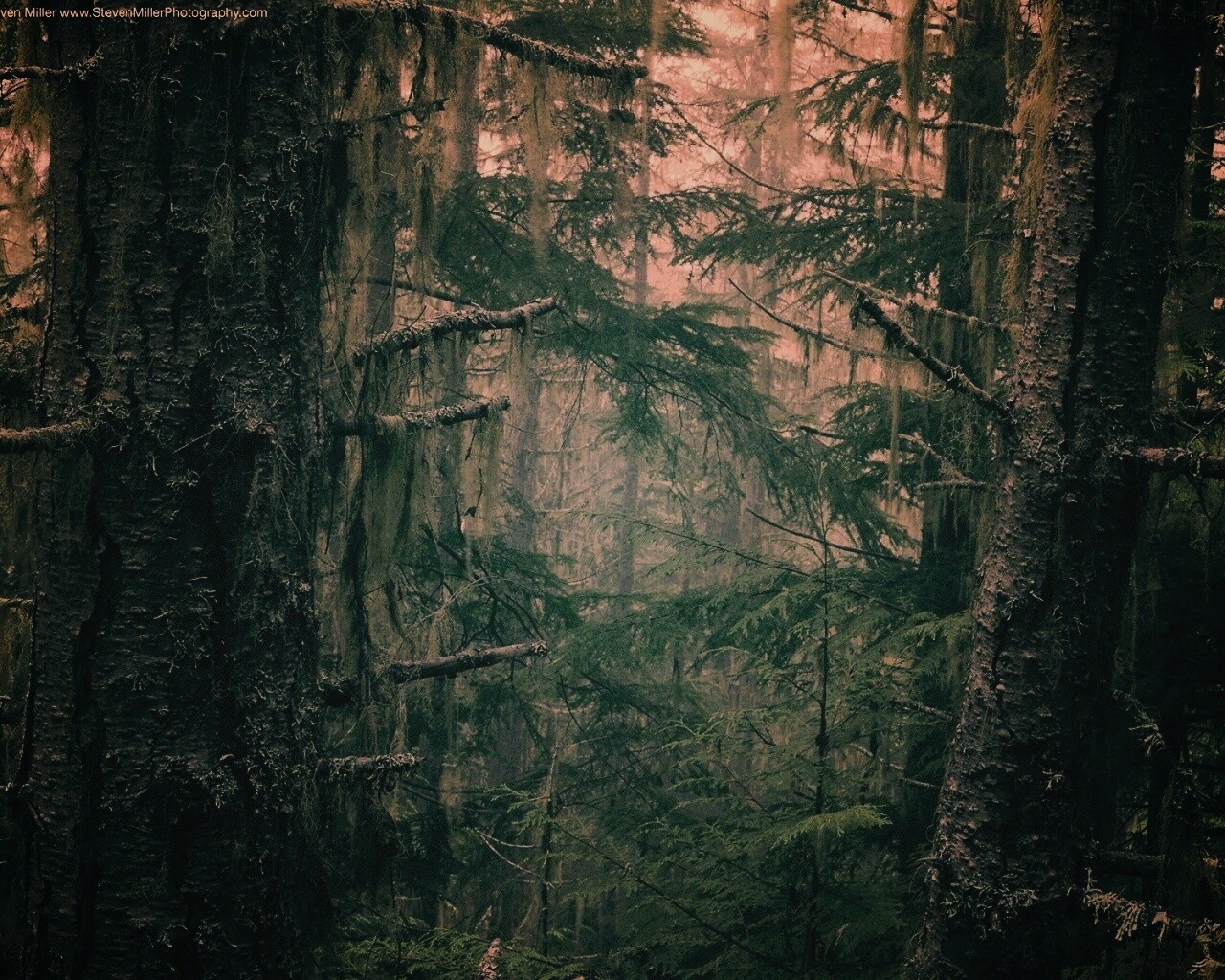 Темная чаща обои