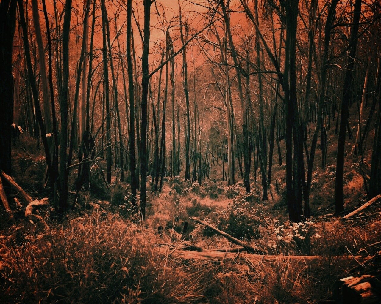 Мрачная чаща обои