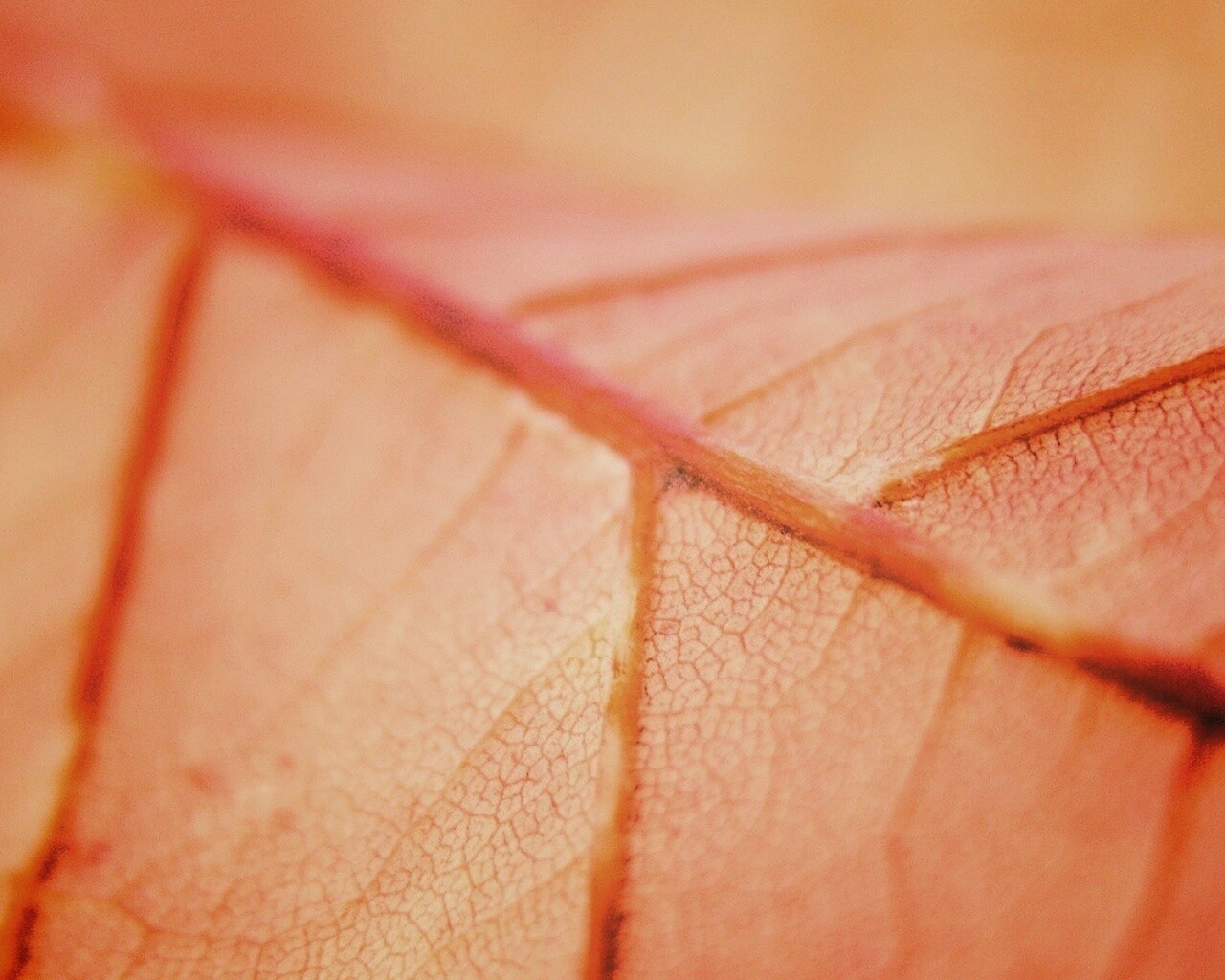 Желтый лист обои