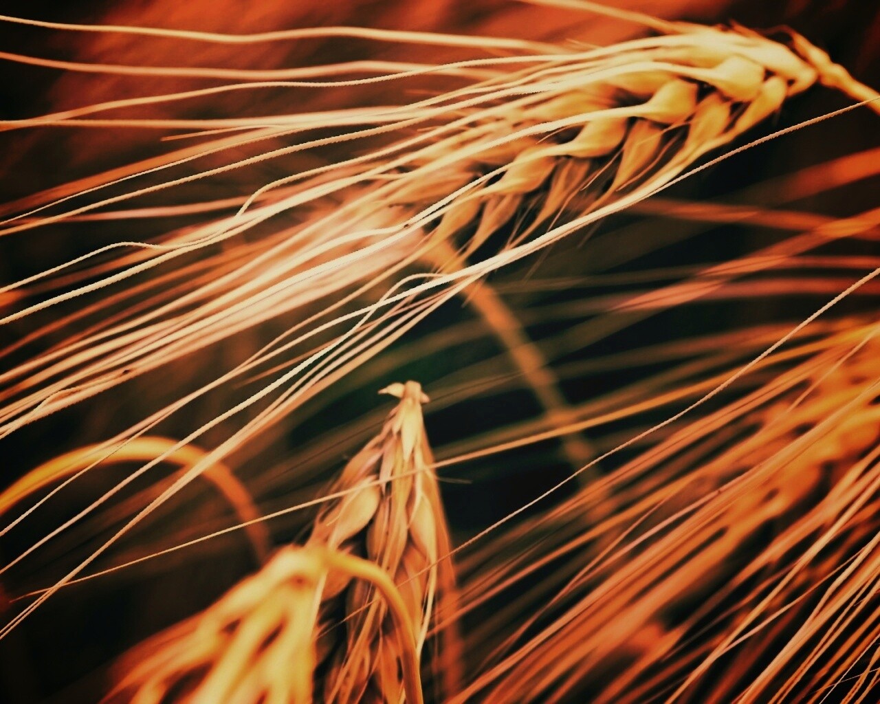 Лохматые колосья обои