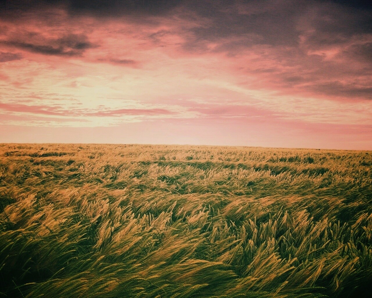 Море трав обои