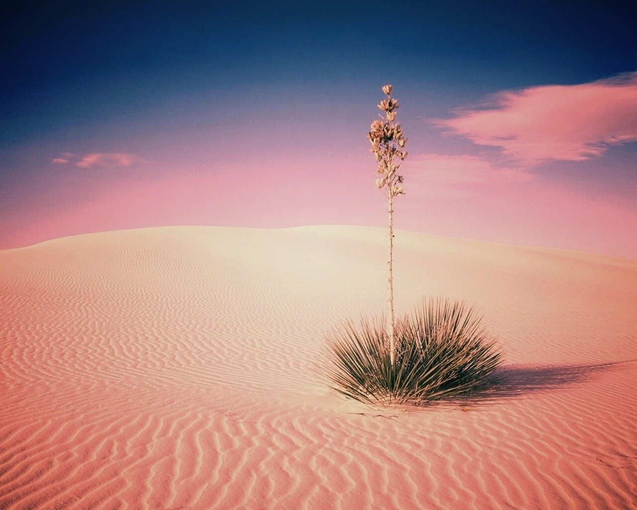 Растение среди пустыни обои