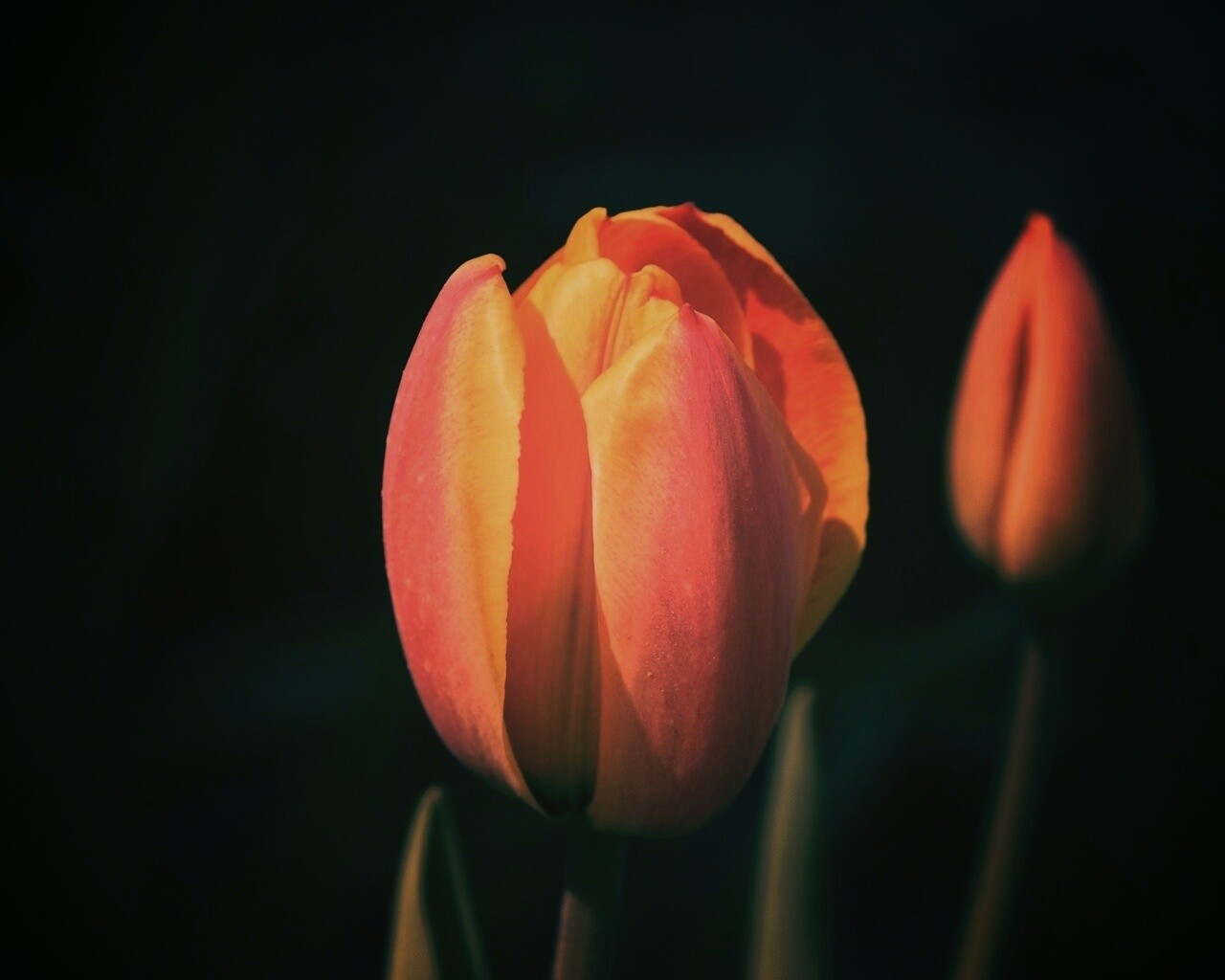 Распускающийся тюльпан обои